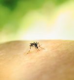 blogs-mosquitoes