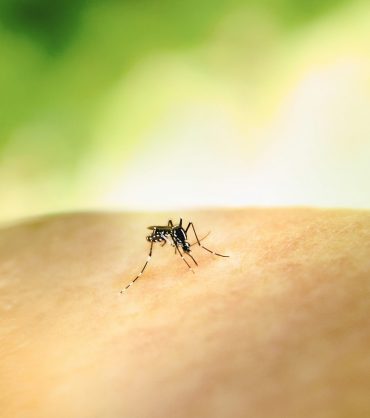 blogs-mosquitoes