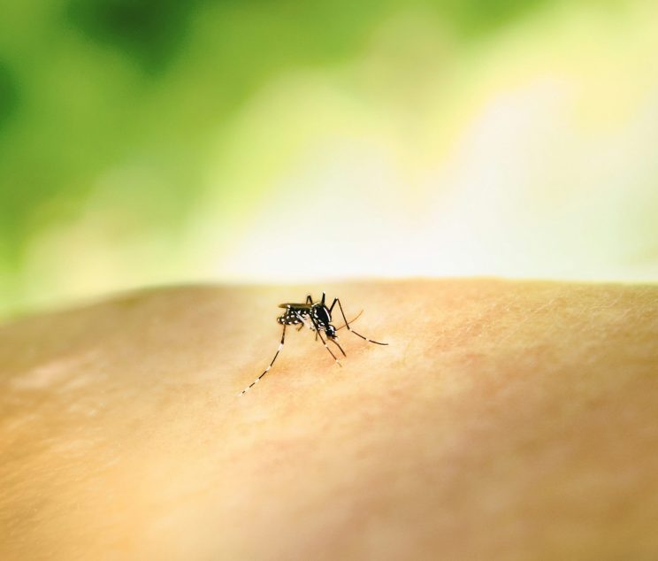 blogs-mosquitoes